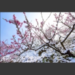 桃花雪
