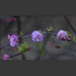 拍花