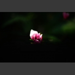 玉兰花2
