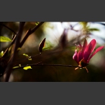 玉兰花4