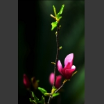 玉兰花1