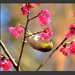 与花耳语