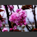 樱花季