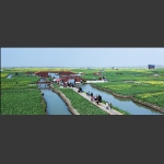兴化千岛菜花风景区之七