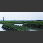 无兴化千岛菜花风景区之五题