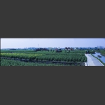 兴化千岛菜花风景区六