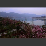 澧水南岸樱花带