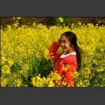 油菜花儿黄