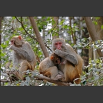 猴趣之两母一子