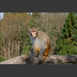 黄石寨上山大王