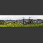 田园风光-家乡1