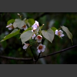 桐子花