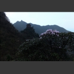 杜鹃花开红壁岩