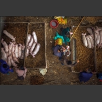 金窝银窝  不如家里猪窝