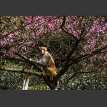 护花猴