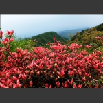 神鹰山上杜鹃花