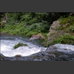 《猴年拍猴之飞跃小溪》组1