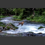 猴年拍猴之飞跃小溪