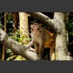 山中无虎猴为王