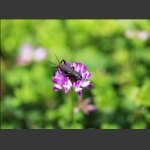 恋花