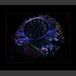 手机片创意——荷