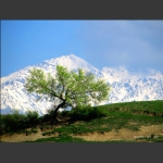 天山之春