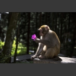 花痴