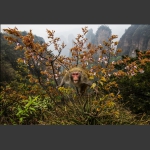 黄石寨上山大王-1