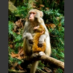 《猴趣》妈妈怀里的宝