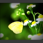 小花引蝶