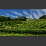 茶园丽景