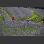 包公山看花