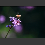 蜂恋花儿