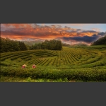 茶园丽景