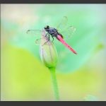 蜓恋荷