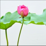 展艳