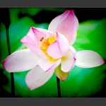 花蕊寻蜜