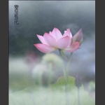 雾里看花