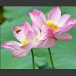 闻香而至