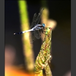 拍蜻蜓
