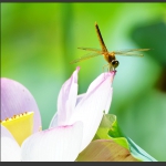 蜓蜓玉立