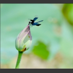 叩问花蕾何时开
