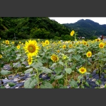 向阳花