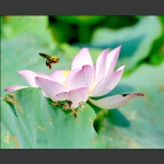蜂知秋