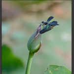 蜓立临风