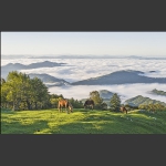 高山牧场