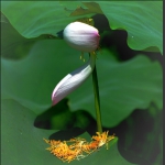 秋风起花无语