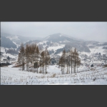 雪韵松岭