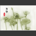 荷韵