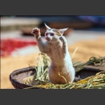 猫咪与秋天2